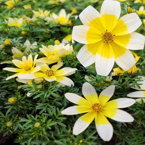 Bidens ferulifolia 'Taka Tuka® M White & Yellow' - Feerulalehine ruse 'Taka Tuka® M White & Yellow' P9/0,55L